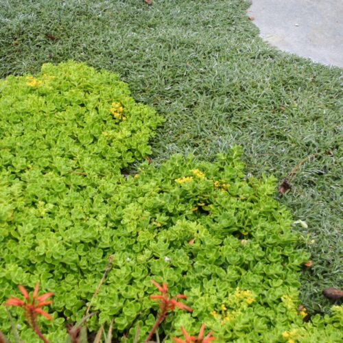 Sedum Confusum