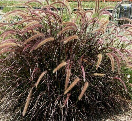 Dwarf Red Fountain Grass