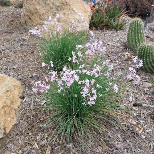 Tulbaghia ‘Thinny Minnie’