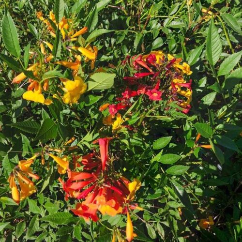 Tecoma stans Dwarf Red Bells Bush