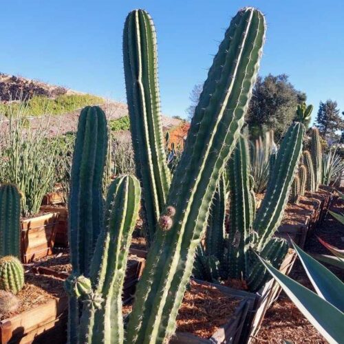 Stenocereus Pruinosus