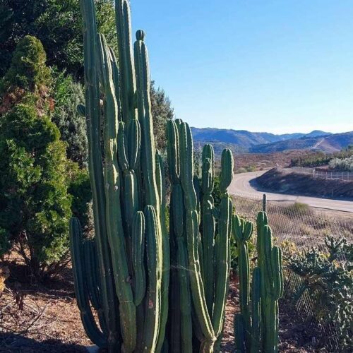 Trichocereus Pachonoi