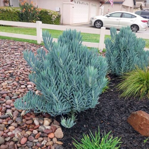 Senecio ‘Blue Towers’