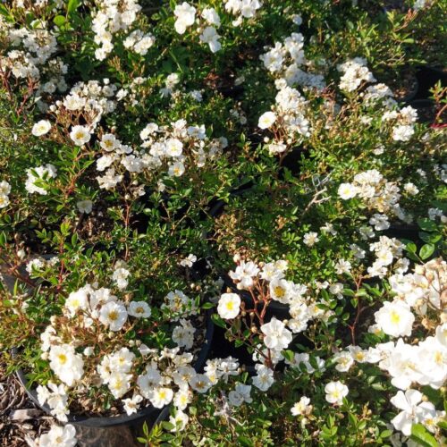 Rosa ‘Sugar Pop’