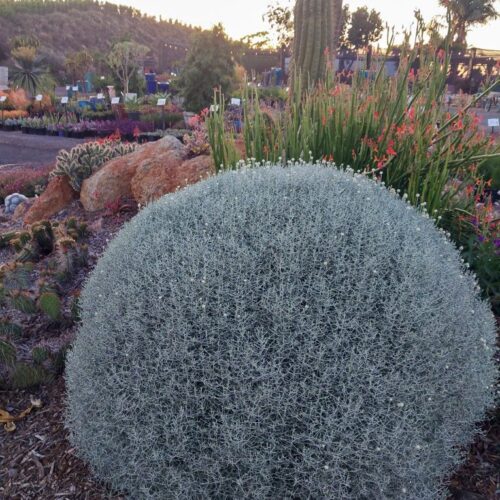 Calycephalus brownii-White Wire