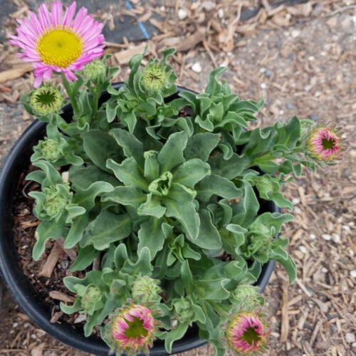 Erigeron Glaucus