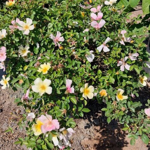 Rosa ‘Strawberry Lemonade’