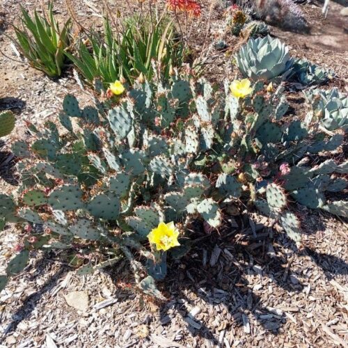Opuntia hyb. 'Goldie Rita'