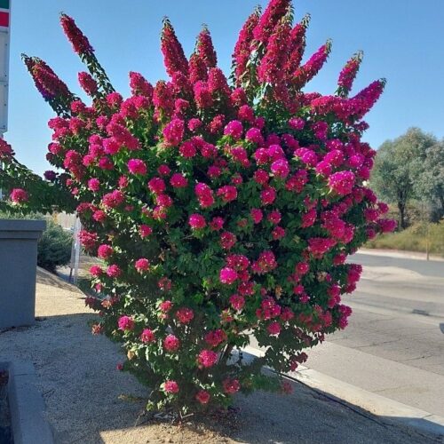 Bougainvillea Torch Glow