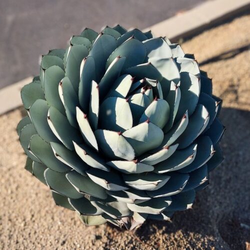 Agave Parryi