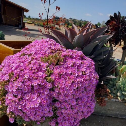 Oscularia Deltoides Compacta