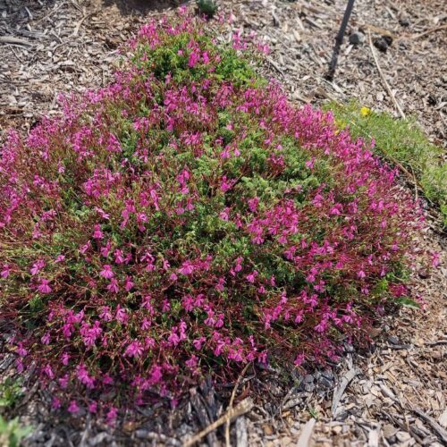 Pelargonium Ionidiflorum