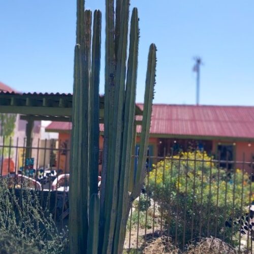 Lemaireocereus Marginatus