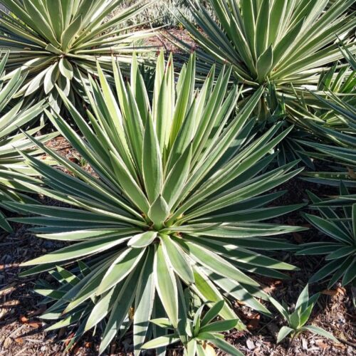 Agave angustifolia