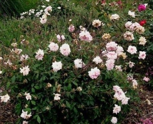 Rosa 'Cecile Brunner Bush'