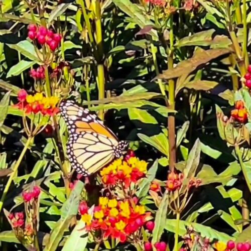 Mexican ( or Tropical) Milkweed
