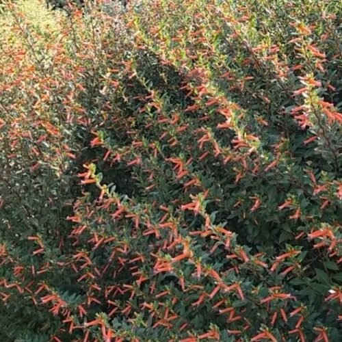 Cuphea 'David Verity'