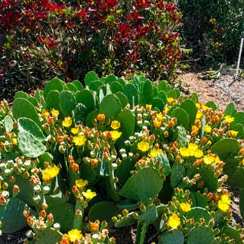 Opuntia cacanapa ‘Ellisiana’