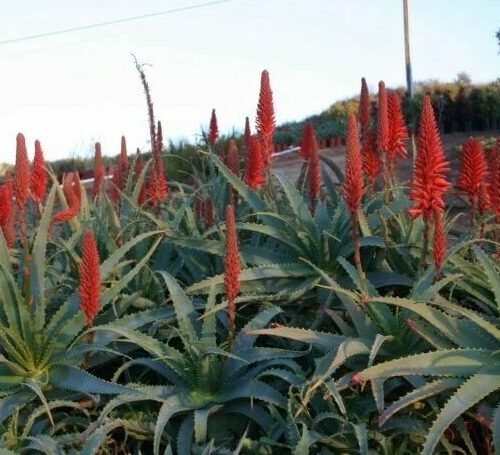 HOT SHOTS- Fireproof plants selection