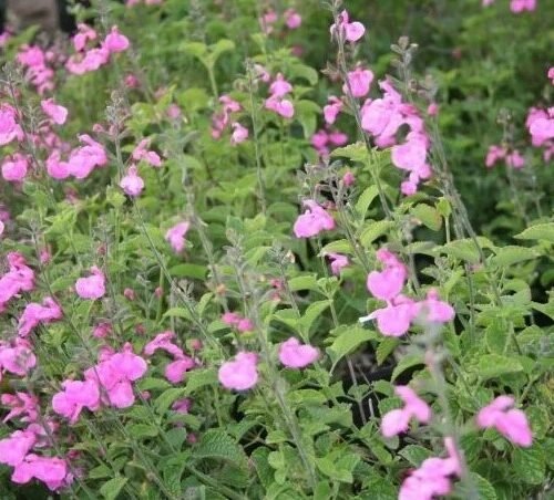 Perennials