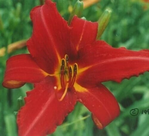 Lilies, Lily-Likes