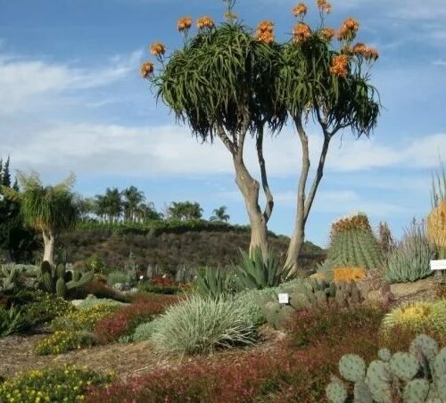 Shrubs & Trees