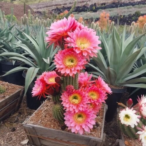 Cactus & Desert-Likes